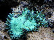 Catalaphyllia i karet