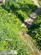 Översikt över korallernas placering i karet