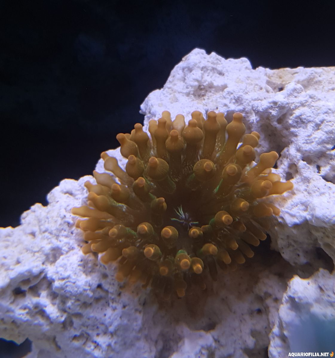 Nöjd bubbeltips-anemon