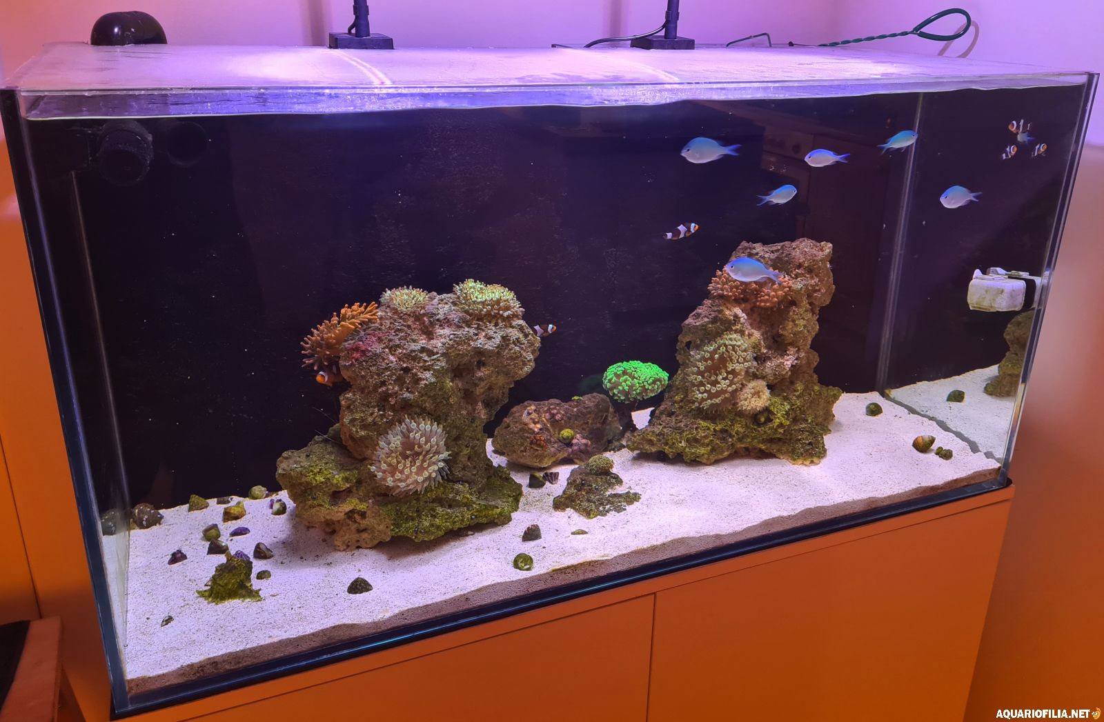 Cyano och bubble algae på stenarna