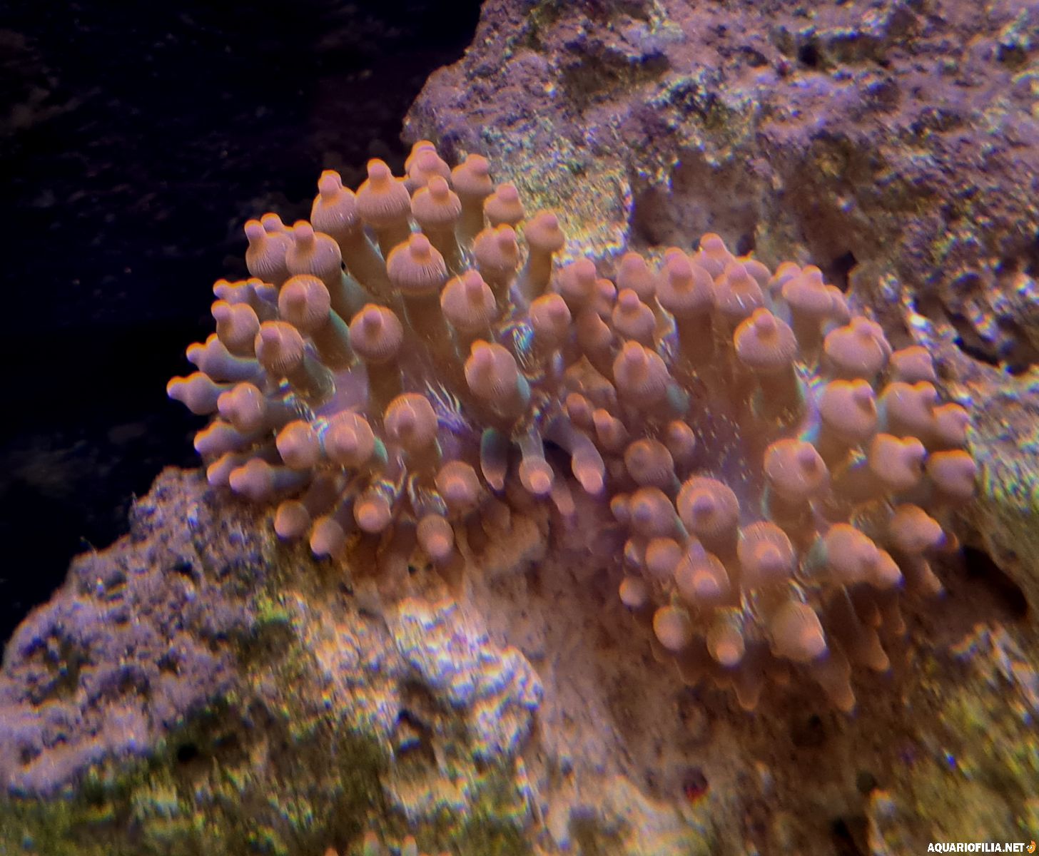 Anemonerna som delat sig