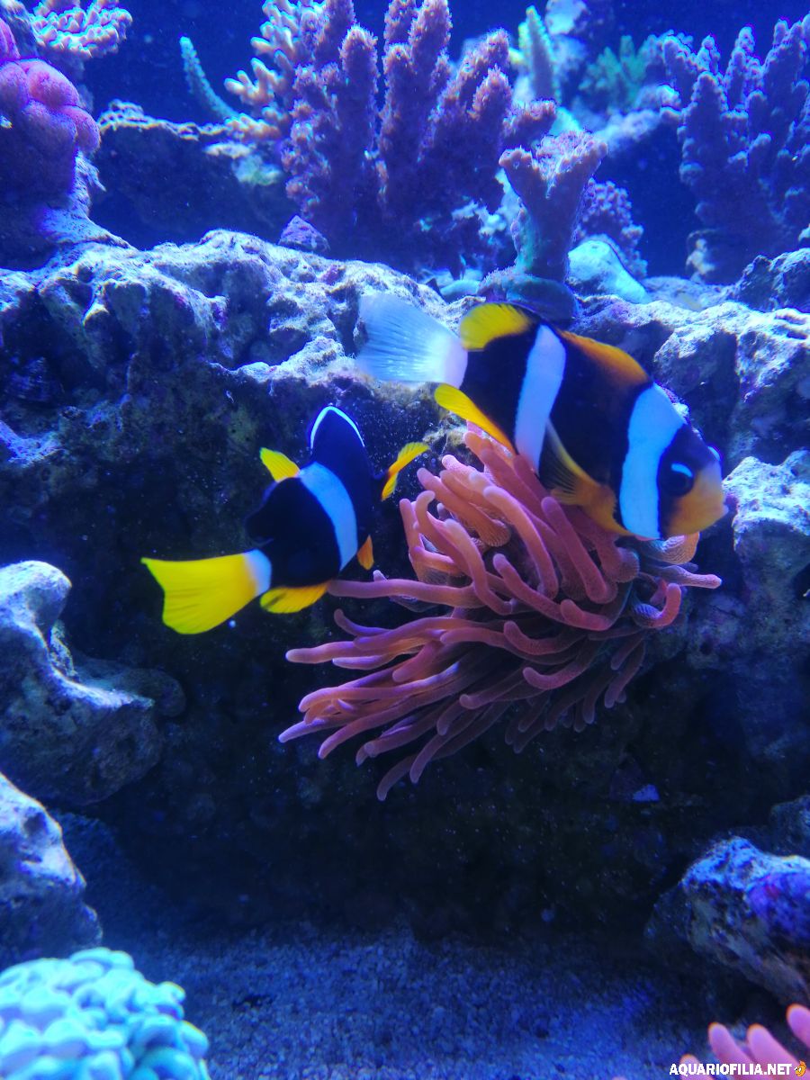 Clownfiskparet vid anemonen, en bild till