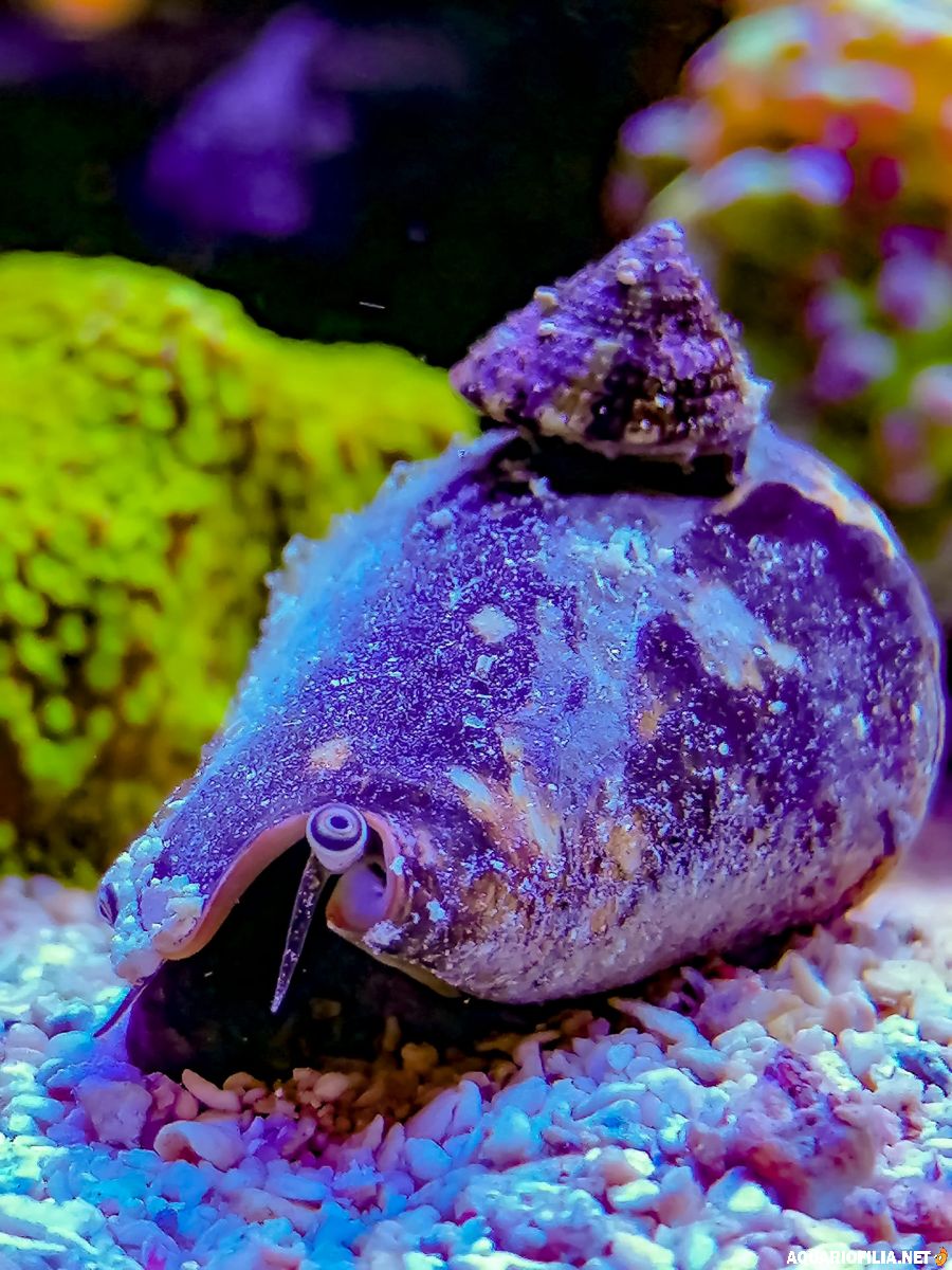 Närbild på koraller och fisk i revet