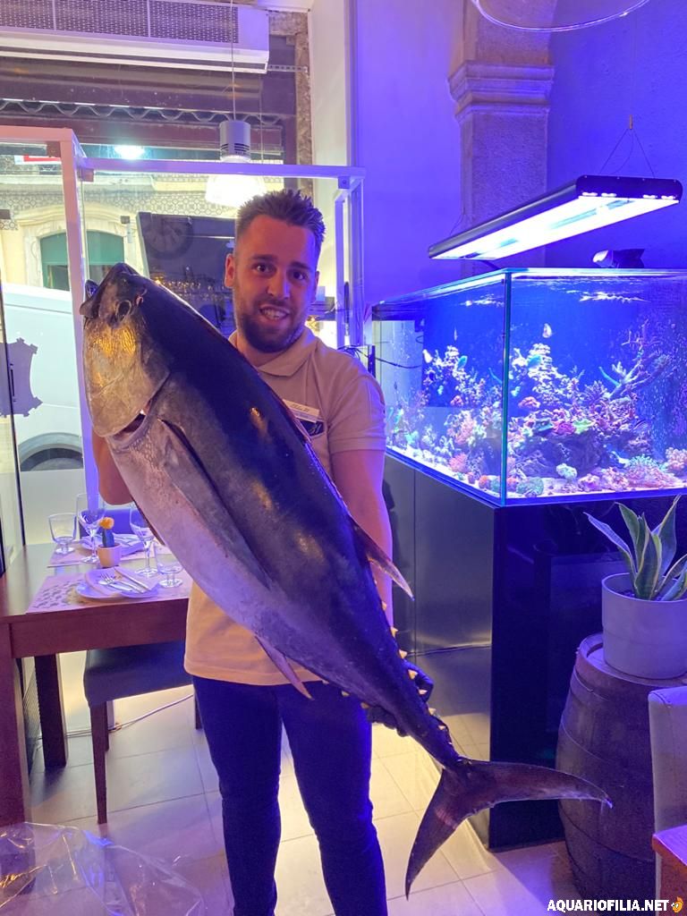 En tonfisk hålls upp framför revakvariet i restaurangen