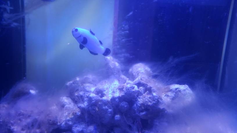 Första fisken på plats