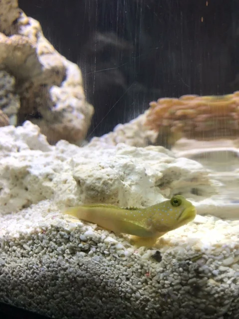 Grodfisken (Antennarius)