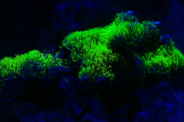 Caulerpa-sticklingar i displayen