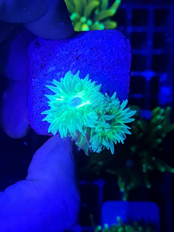 Orkidé-dottybacken under återhämtning från lymphocystis