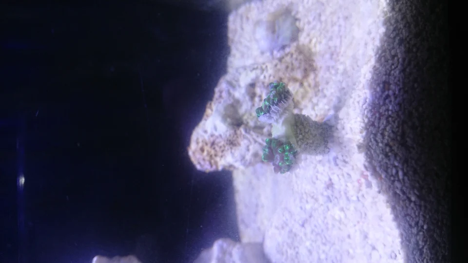 Röda anemoner och palythoa som breder ut sig