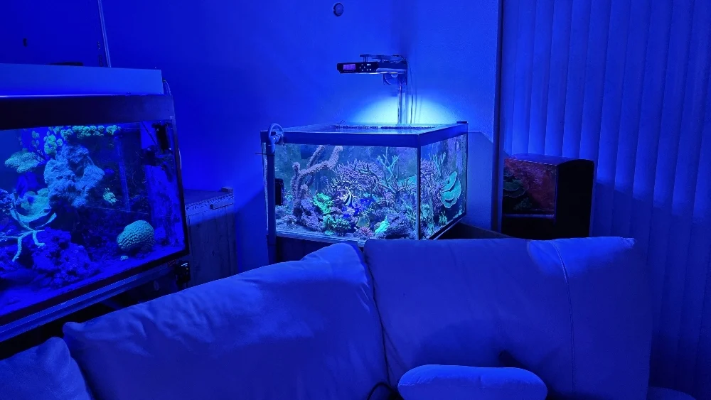 Flytt av fjärilsrevet (butterflyreef) (6)