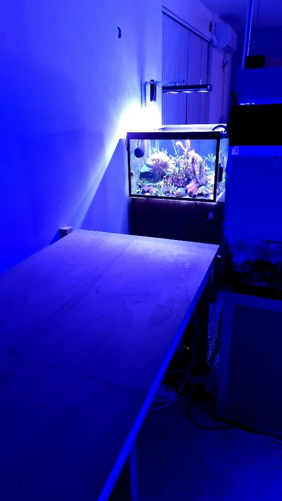 Flytt av fjärilsrevet (butterflyreef) (7)