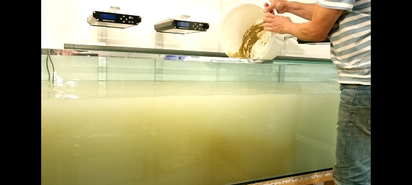 Sandbädd läggs och systemet ympas med mulm (7)