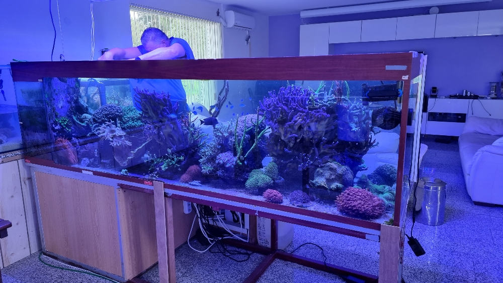Transplantation av DSR1200reef till det nya akvariet (1)