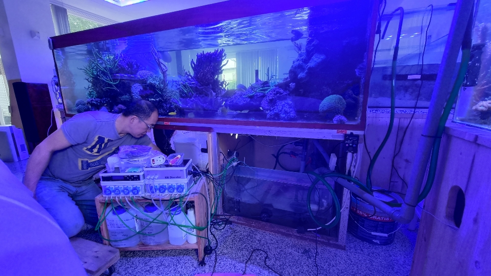 Transplantation av DSR1200reef till det nya akvariet (3)