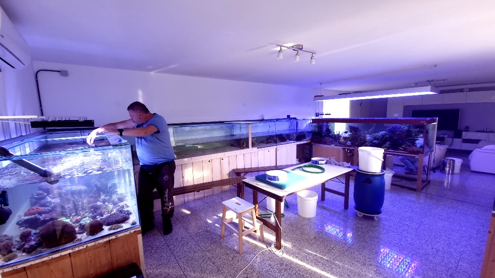 Transplantation av DSR1200reef till det nya akvariet (4)