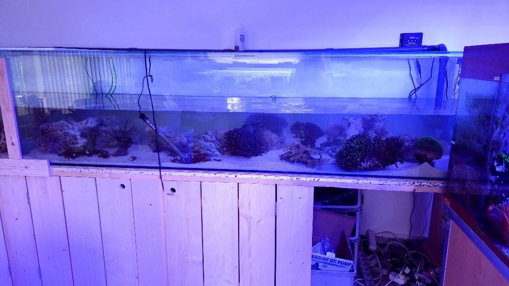 Transplantation av DSR1200reef till det nya akvariet (5)