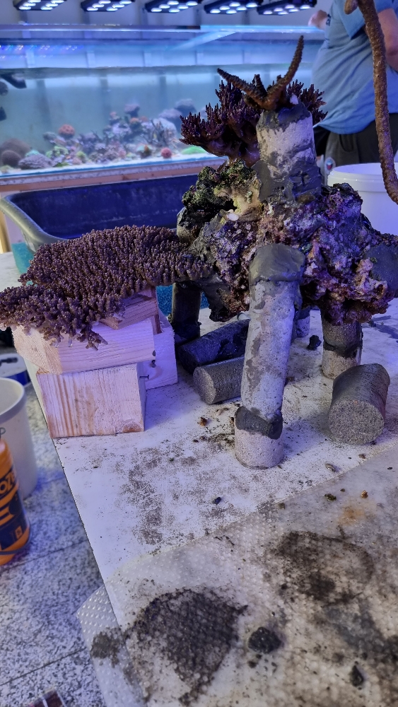 Transplantation av DSR1200reef till det nya akvariet (6)