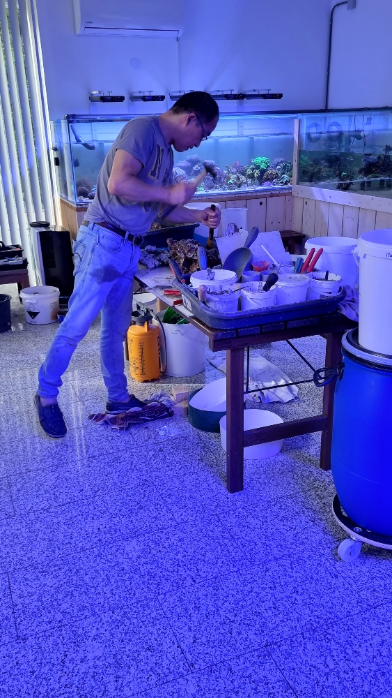 Transplantation av DSR1200reef till det nya akvariet (7)