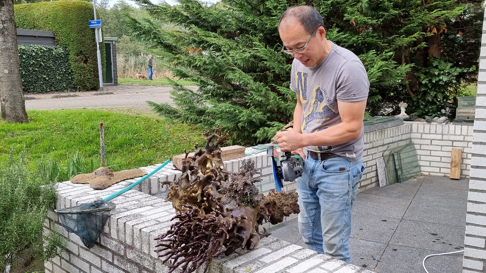 Transplantation av DSR1200reef till det nya akvariet (8)
