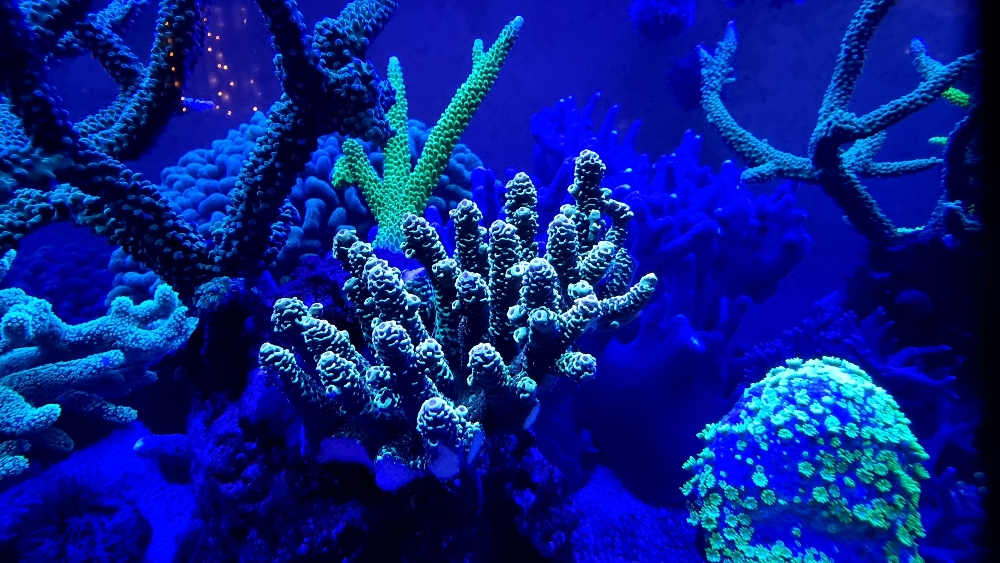 Korallerna under blått ljus — fluorescens (3)