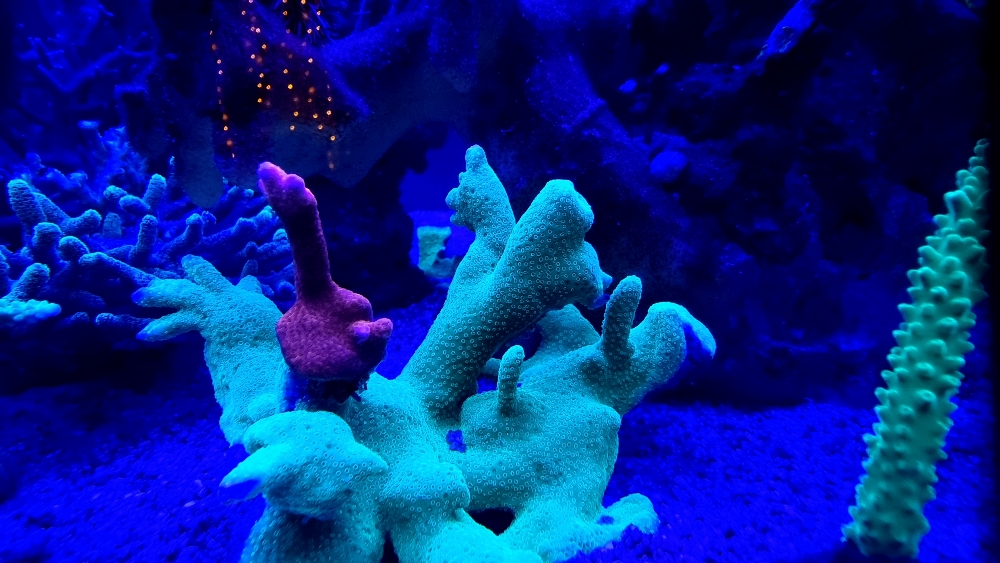 Korallerna under blått ljus — fluorescens (5)