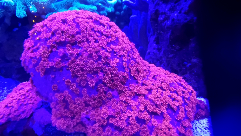 Korallerna under blått ljus — fluorescens (7)