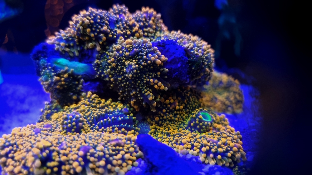 Korallerna under blått ljus — fluorescens (10)