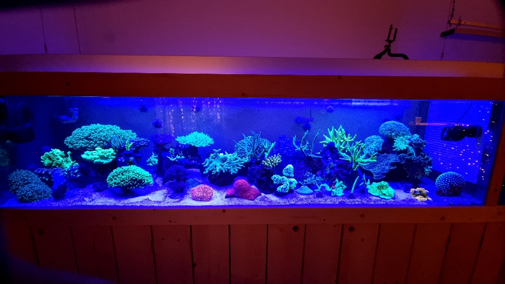 Korallerna under blått ljus — fluorescens (11)