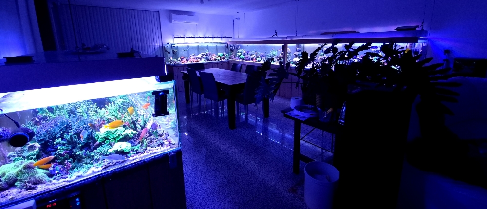 Matrummet flyttat in i akvarierummet (3)