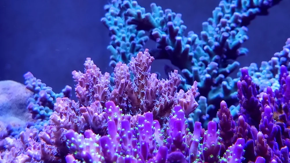 Vacker Acropora i Panoramareef (1)