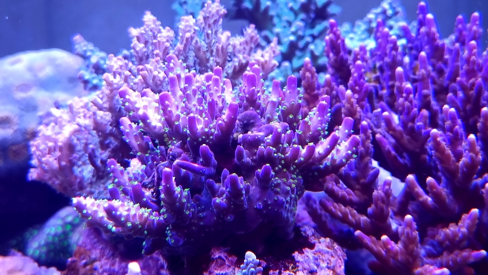 Vacker Acropora i Panoramareef (2)