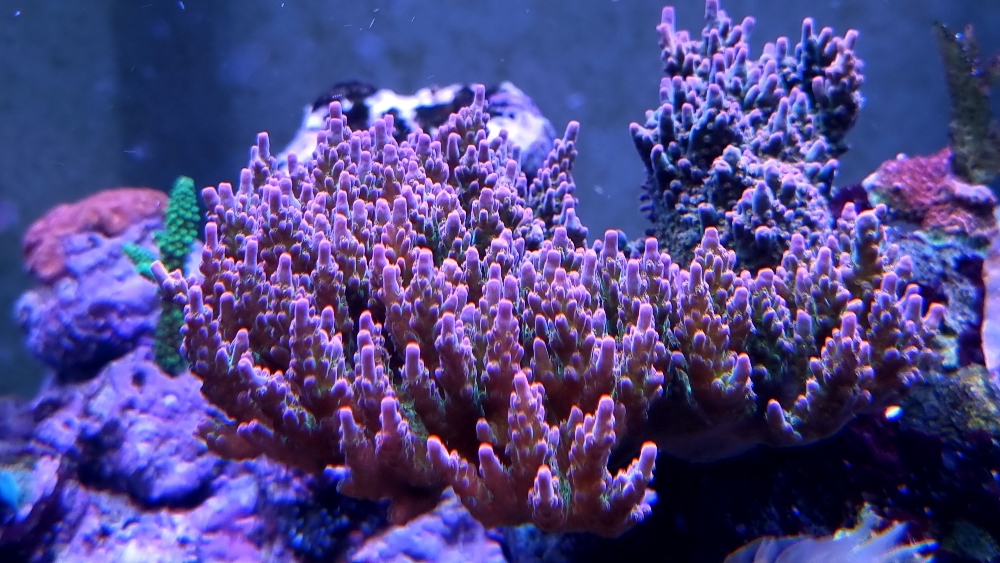Acropora vid oväntat högt fosfat (0,90 ppm) (1)