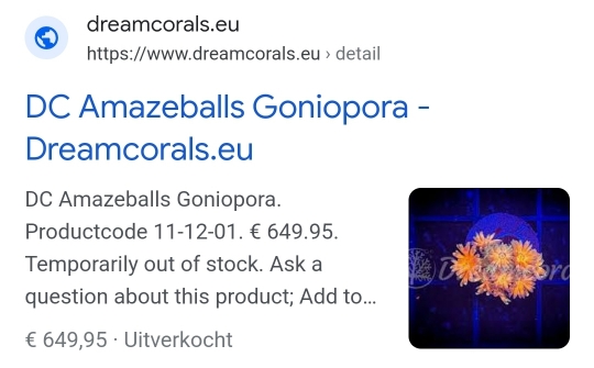 Goniopora (blomkrukkorall) som växer som ogräs (5)