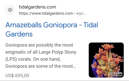 Goniopora (blomkrukkorall) som växer som ogräs (6)