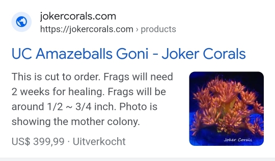Goniopora (blomkrukkorall) som växer som ogräs (7)