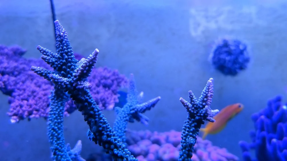 Fina korallbilder en söndagmorgon (5)