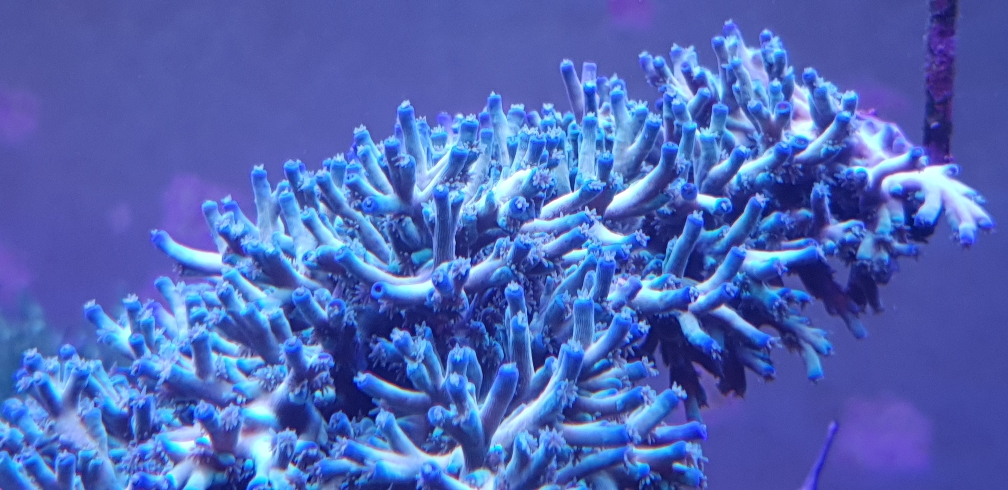 Acropora echinata 'Fire Ice' (1)