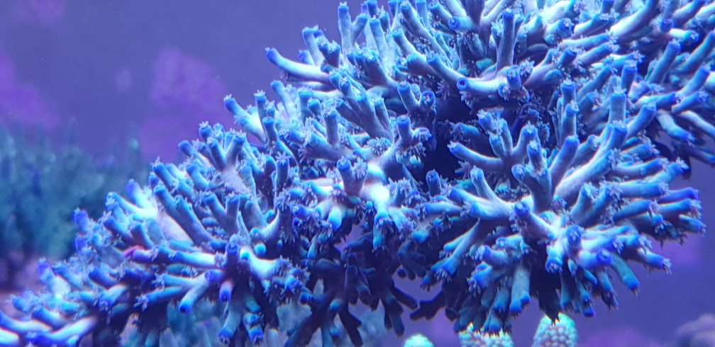 Acropora echinata 'Fire Ice' (3)