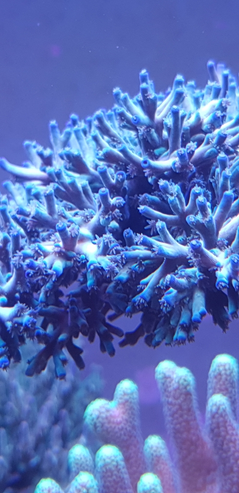 Acropora echinata 'Fire Ice' (4)