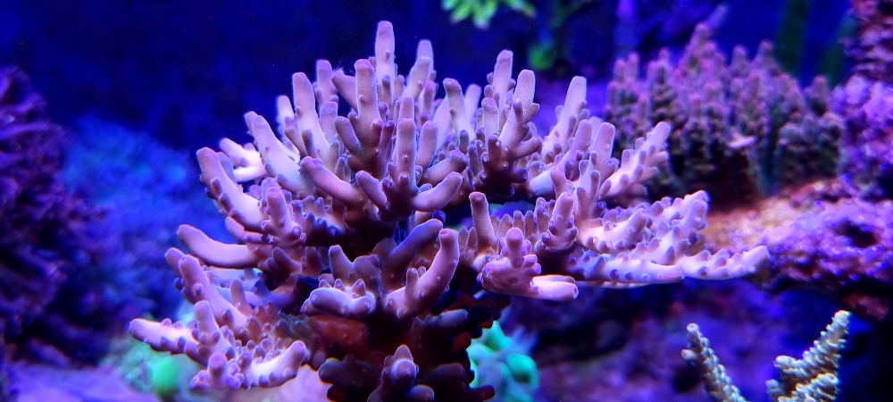 Acropora granulosa med fin tillväxt (1)