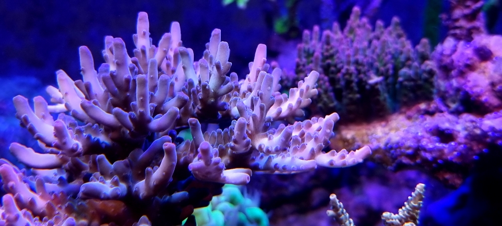 Acropora granulosa med fin tillväxt (2)