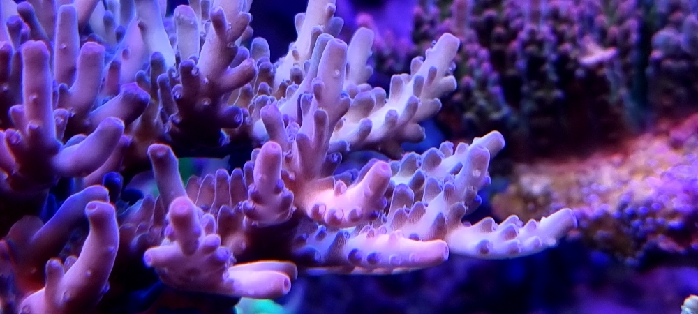 Acropora granulosa med fin tillväxt (3)