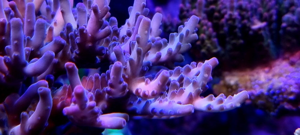 Acropora granulosa med fin tillväxt (4)