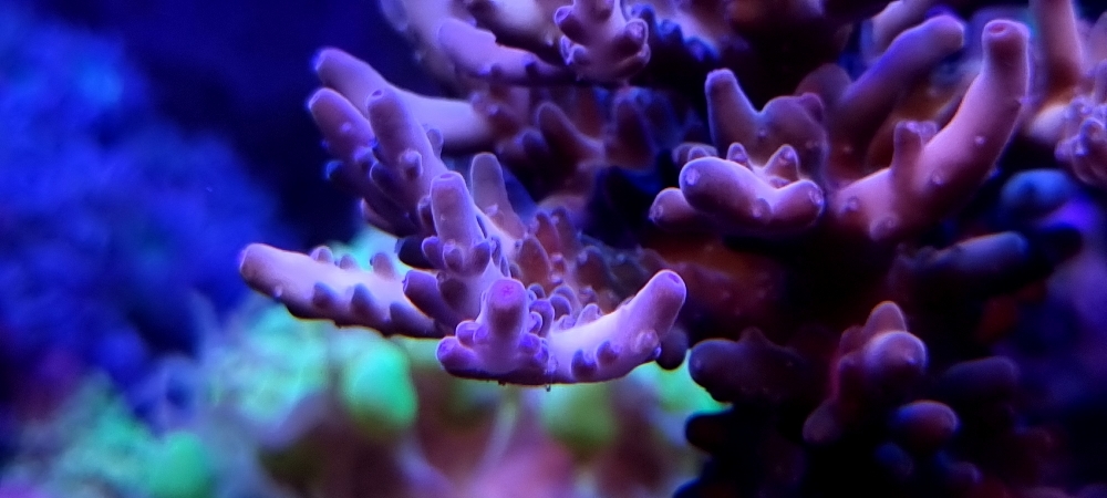Acropora granulosa med fin tillväxt (5)