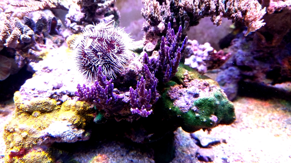 Akvariet i fullt dagsljus (1)