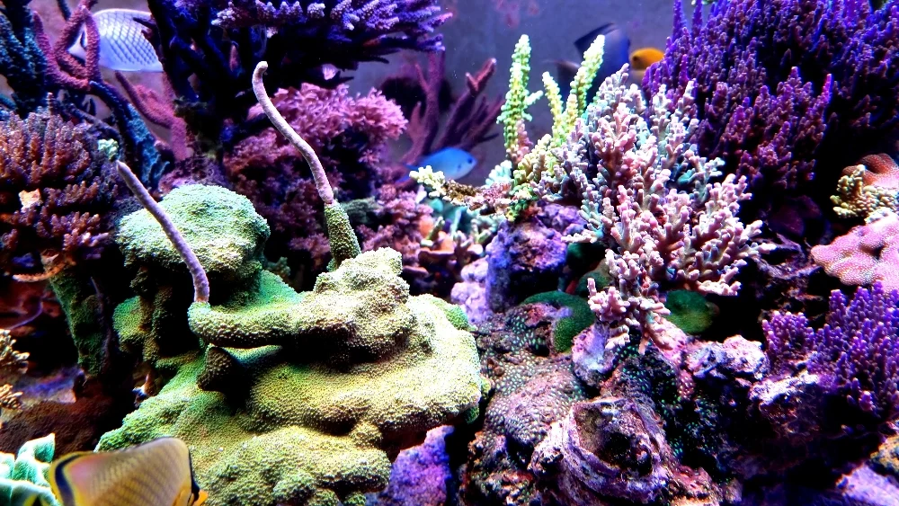 Akvariet i fullt dagsljus (5)