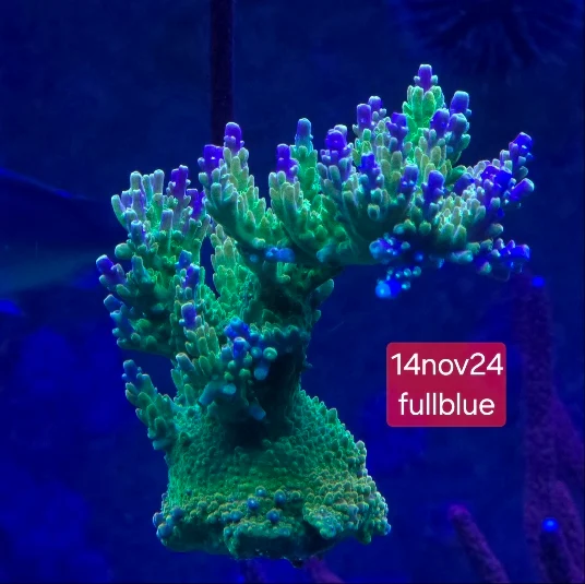 Acropora-mangoträdgården (1)