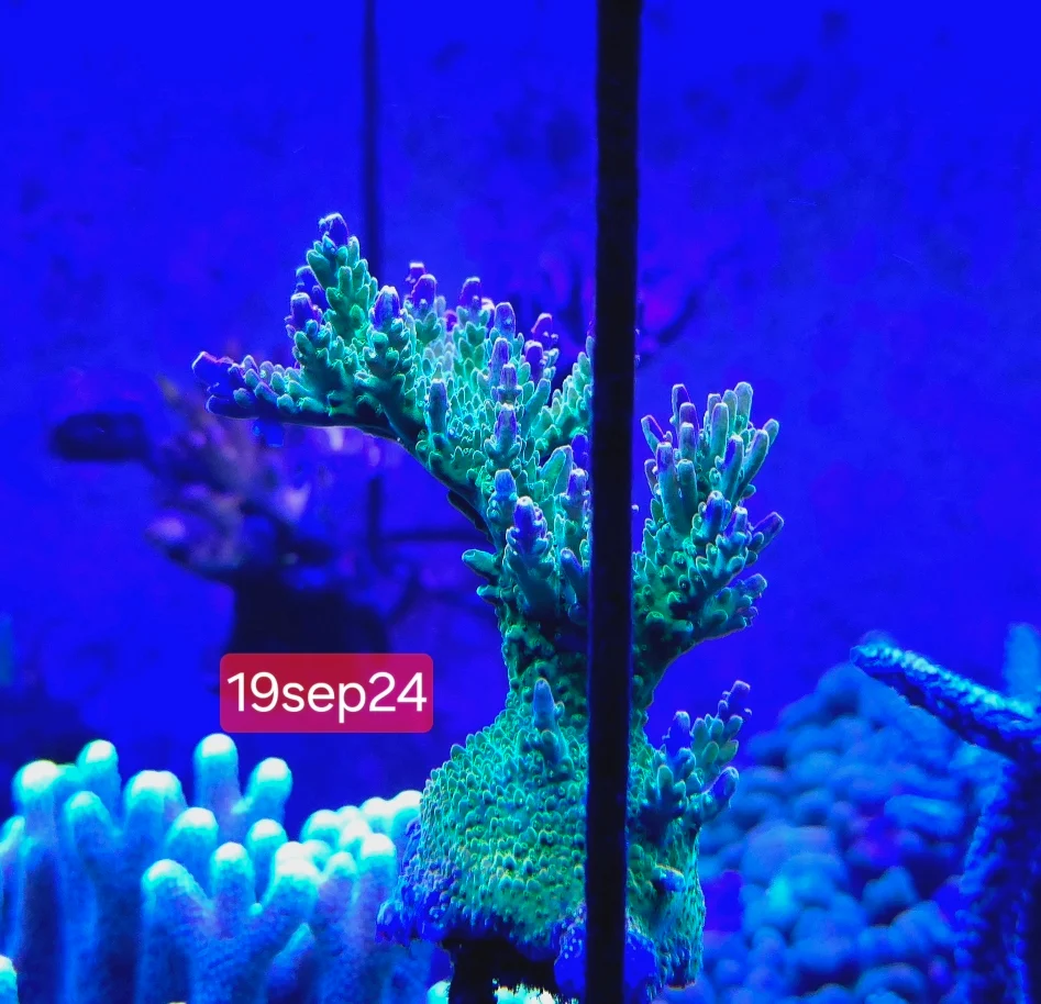 Acropora-mangoträdgården (4)