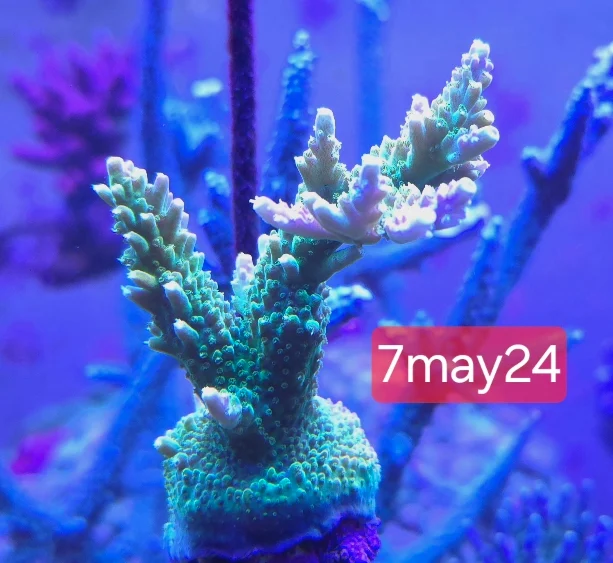 Acropora-mangoträdgården (5)