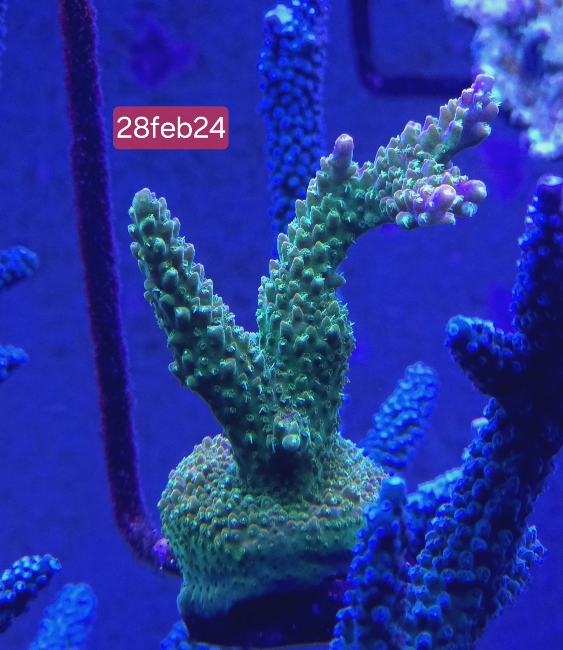 Acropora-mangoträdgården (6)